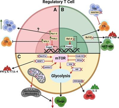 Genetic Variations Controlling Regulatory T Cell Development and Activity in Mouse Models of Lupus-Like Autoimmunity